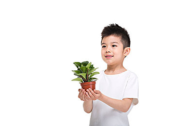 纯白轮舞曲无增删樱花带翻译歌：樱花旋律奏响诗意，独立音乐人佳作走红网络引发热议-3