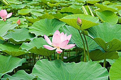 花季传媒tv：花季奇缘游戏世界大揭秘：奇幻冒险，少女成长之旅-4