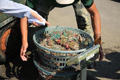 草莓视频黄色视频：探索短视频魅力：草莓视频揭秘，带你领略精彩瞬间与生活点滴