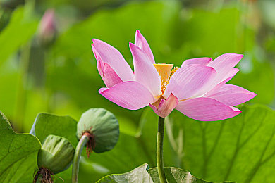 校花小希：青春风采，公益追梦，校园之星助力美好未来-1