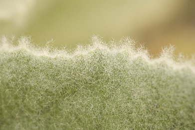 赤兔2021第一炮三人行：电竞盛宴启幕，赤兔网三英荟萃新春秀