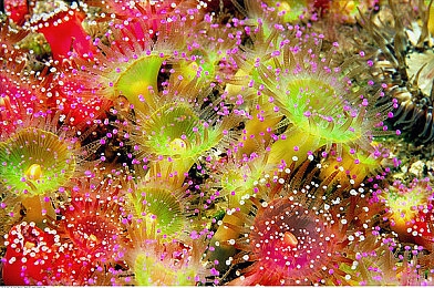 把香蕉插进水蜜桃：跨界创意新风尚：香蕉与水蜜桃融合，解锁生活惊喜无限-1