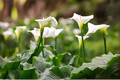 台北娜娜Taipei洗衣机：揭秘高效节能，台北娜娜洗衣机引领现代家电新潮流-2