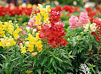 宁荣荣的胸襟距离观察过程：《仙剑奇侠传》角色成长揭秘：探索宁荣荣蜕变之旅-3