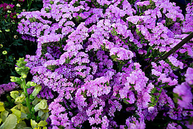 亲情会高敏王芳霞全部：运用亲情策略，王芳霞打造温馨团队，揭秘职场高效秘籍-3